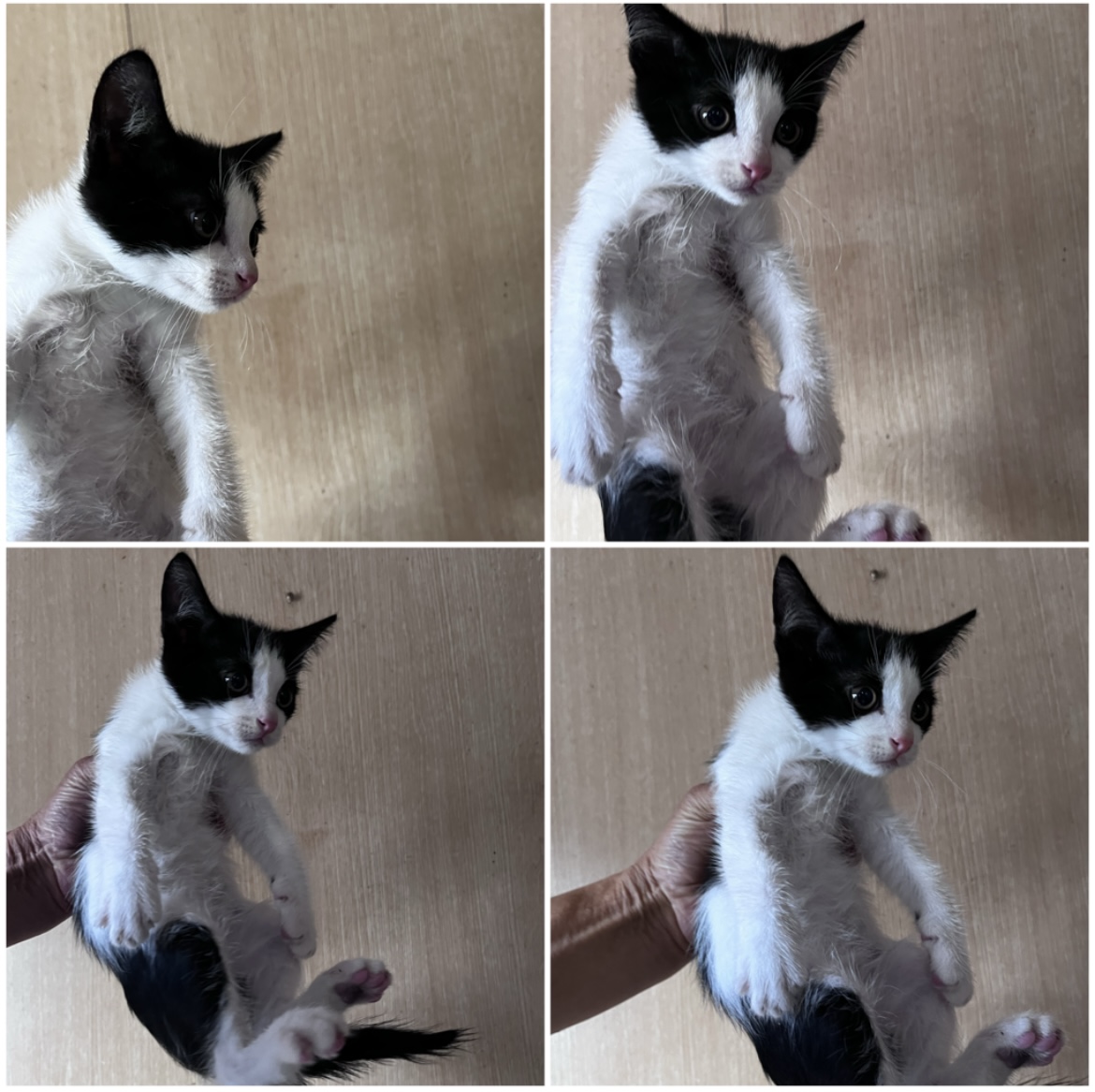천안시유기동물보호소_444449202302166